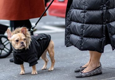 Por qué los perros se parecen a sus dueños