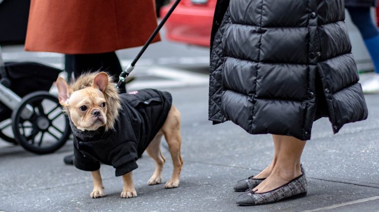 Por qué los perros se parecen a sus dueños