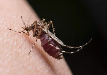 Los mosquitos están desarrollando inmunidad al repelente más potente