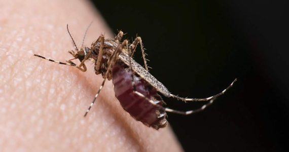 Los mosquitos están desarrollando inmunidad al repelente más potente