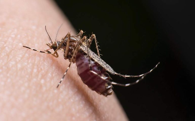 Los mosquitos están desarrollando inmunidad al repelente más potente