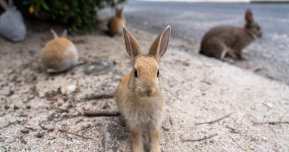 Isla de los Conejos: un adorable paraíso con un oscuro pasado de la Segunda Guerra Mundial