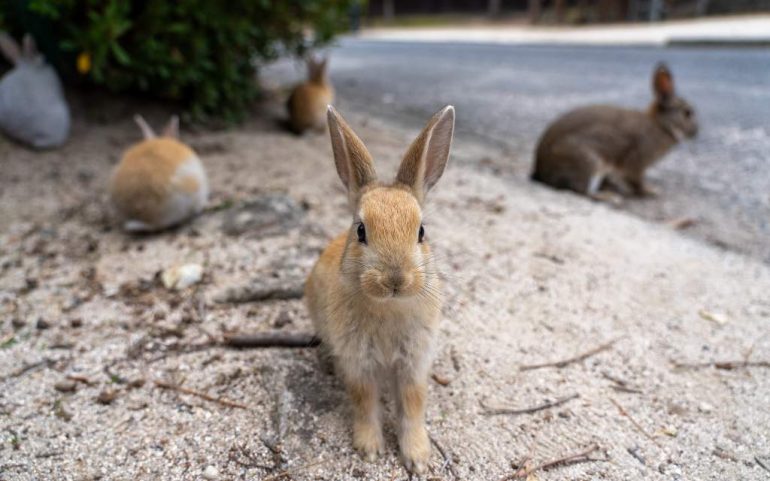 Isla de los Conejos: un adorable paraíso con un oscuro pasado de la Segunda Guerra Mundial