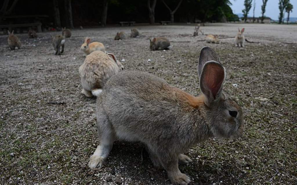 Isla de los Conejos: un adorable paraíso con un oscuro pasado de la Segunda Guerra Mundial