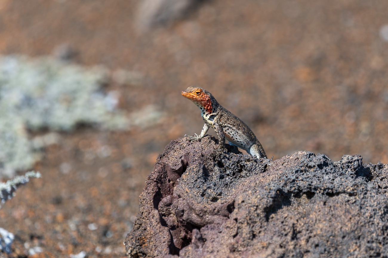 lagartija-de-lava-isla-Bartolome-Galapagos-especie-endemica-Marck-Gutt