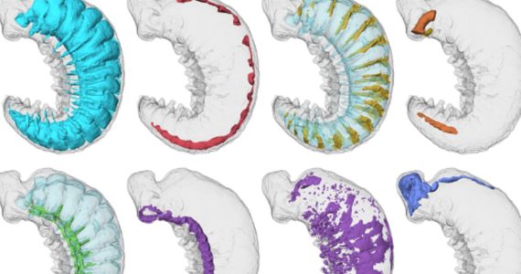 Encuentran larva de 500 millones de años con cerebro