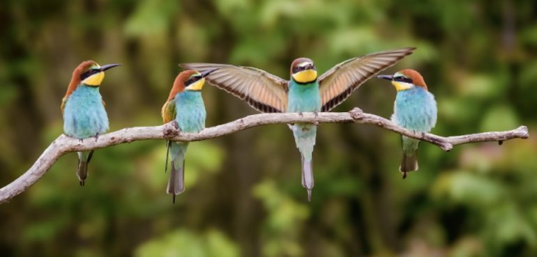 Por qué hay tantas aves