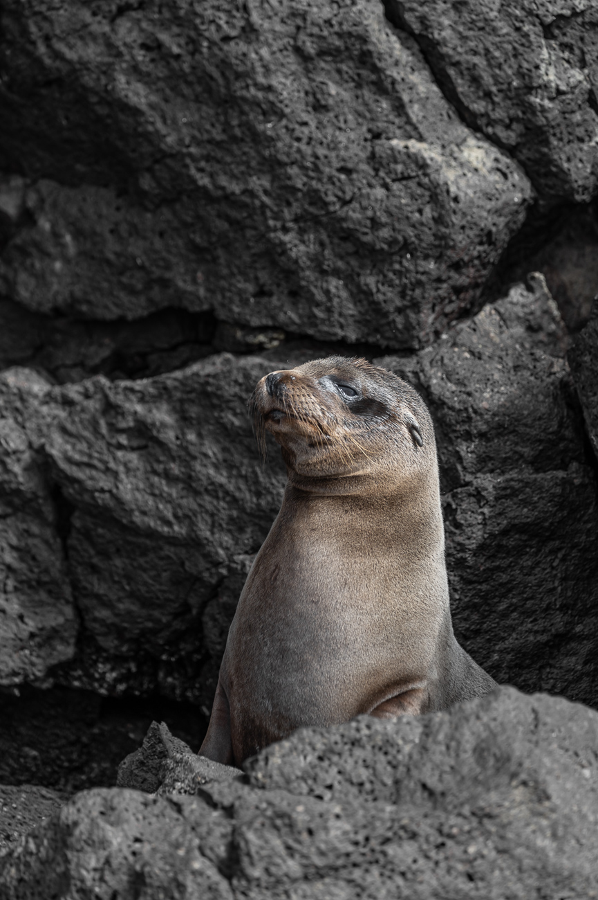 lobo-marino-de-Galapagos-especie-endemica-Zalophus-wollebaeki-Marck-Gutt