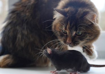 mito de los gatos y de su relación con las ratas