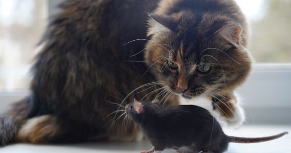 mito de los gatos y de su relación con las ratas