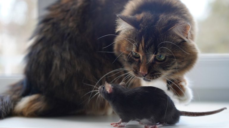 mito de los gatos y de su relación con las ratas