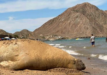 Panchito Cortés, el elefante marino que viaja desde la Patagonia hasta México