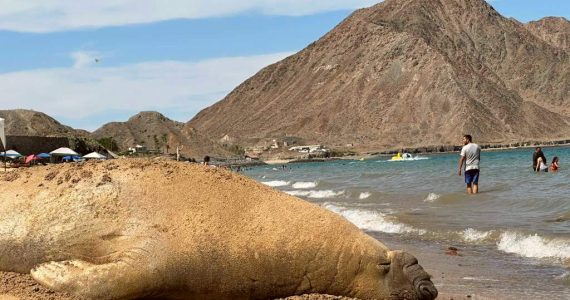 Panchito Cortés, el elefante marino que viaja desde la Patagonia hasta México