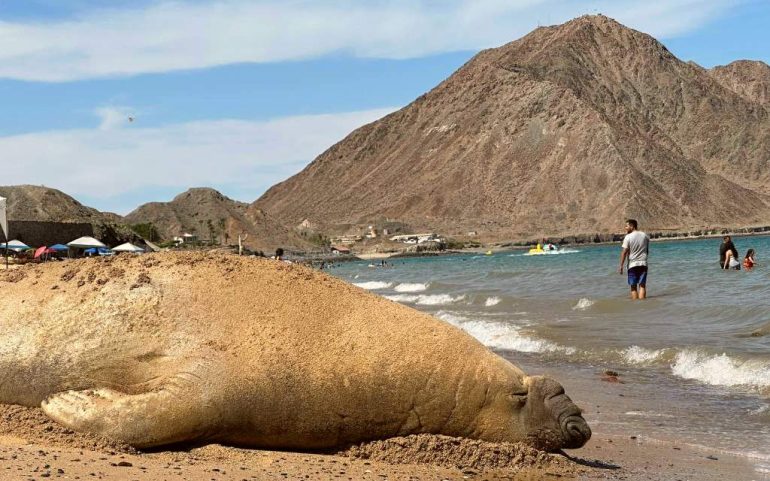 Panchito Cortés, el elefante marino que viaja desde la Patagonia hasta México