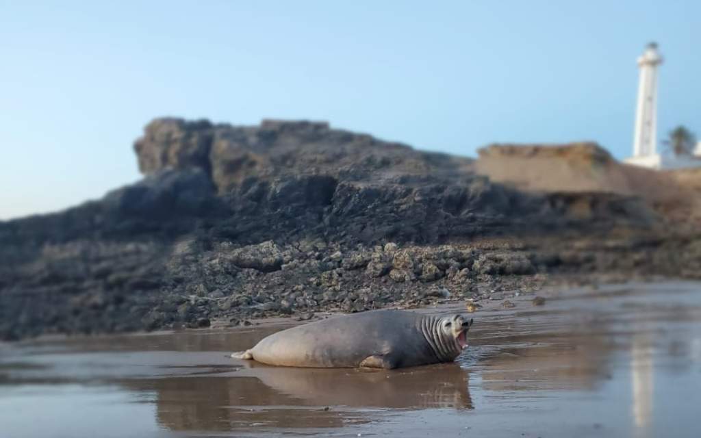 Elefante marino en Baja California