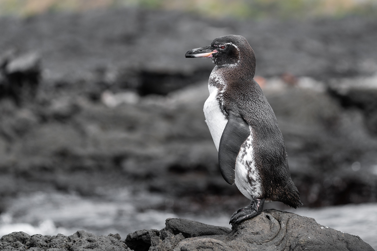 pinguino-de-Galapagos-especie-endemica-isla-Bartolome-Spheniscus-mendiculus-Marck-Gutt