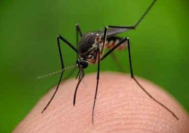 Por qué los mosquitos pican más a unas personas que a otras