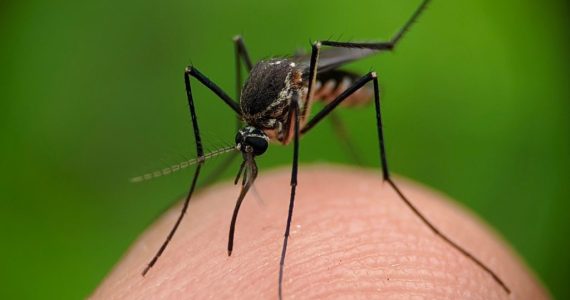 Por qué los mosquitos pican más a unas personas que a otras