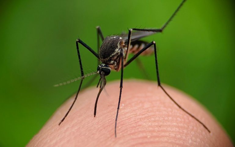 Por qué los mosquitos pican más a unas personas que a otras