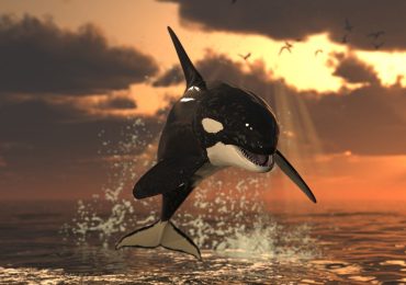 Por qué las orcas no atacan humanos