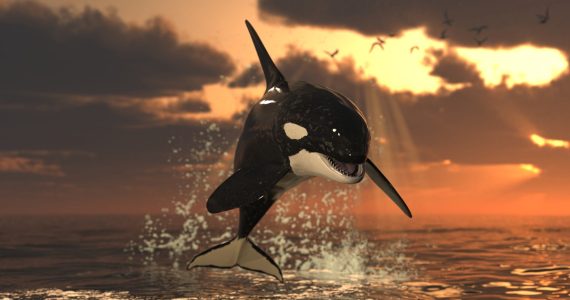 Por qué las orcas no atacan humanos