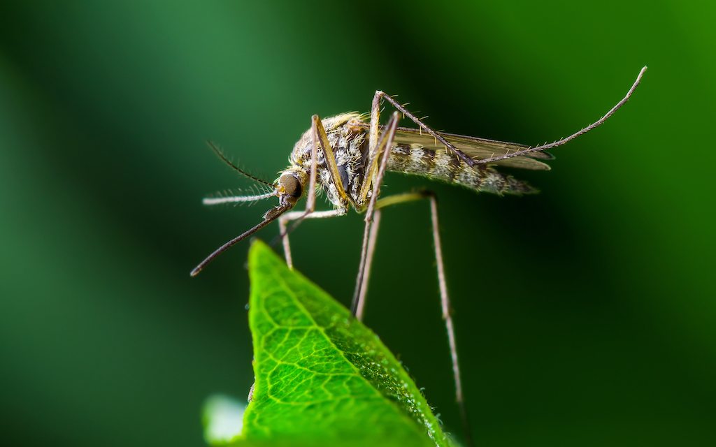 ¿Cómo seleccionan los mosquitos a sus blancos favoritos?