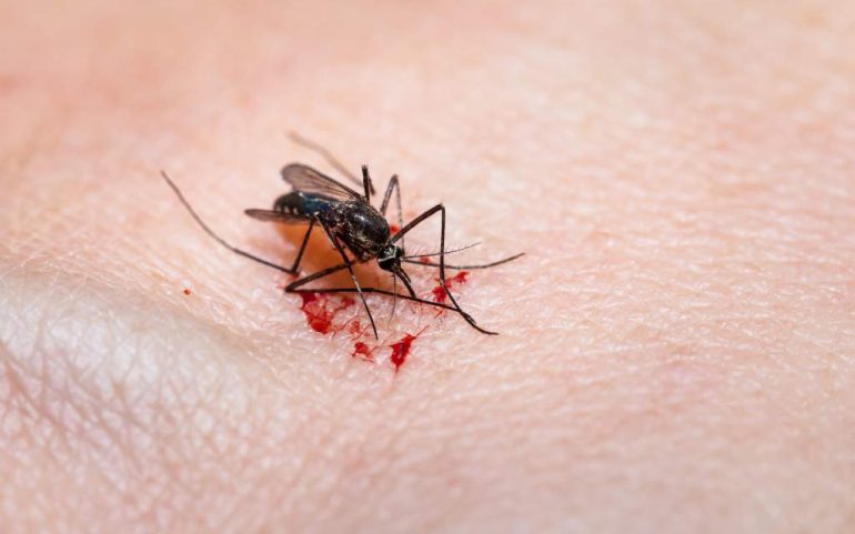 Por Qué Los Mosquitos Pican Más A Unas Personas Que A Otras 3206