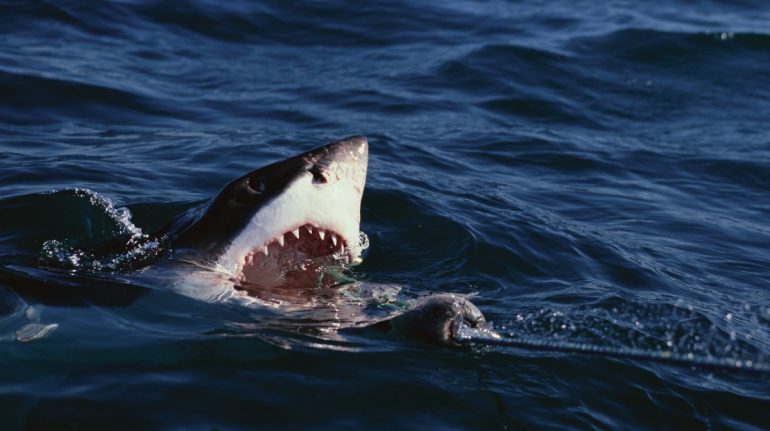 Temporada de tiburones