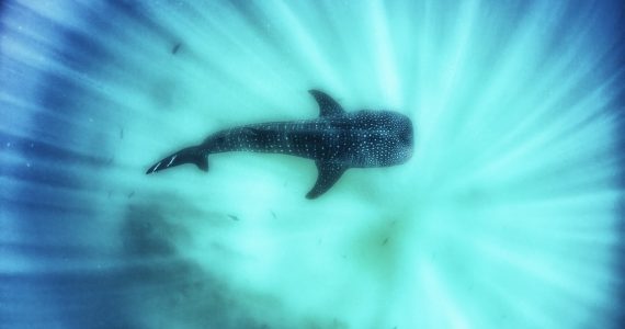 tiburon-ballena-el-gigante-mas-amigable-del-oceano