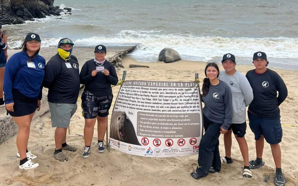 Voluntarios que cuidan al elefante marino