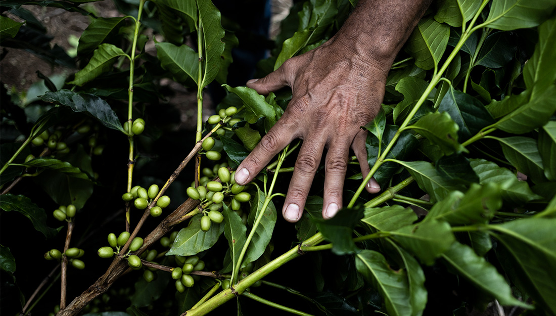 cafe-de-veracruz-asi-comienza-el-viaje-que-termina-en-tu-taza