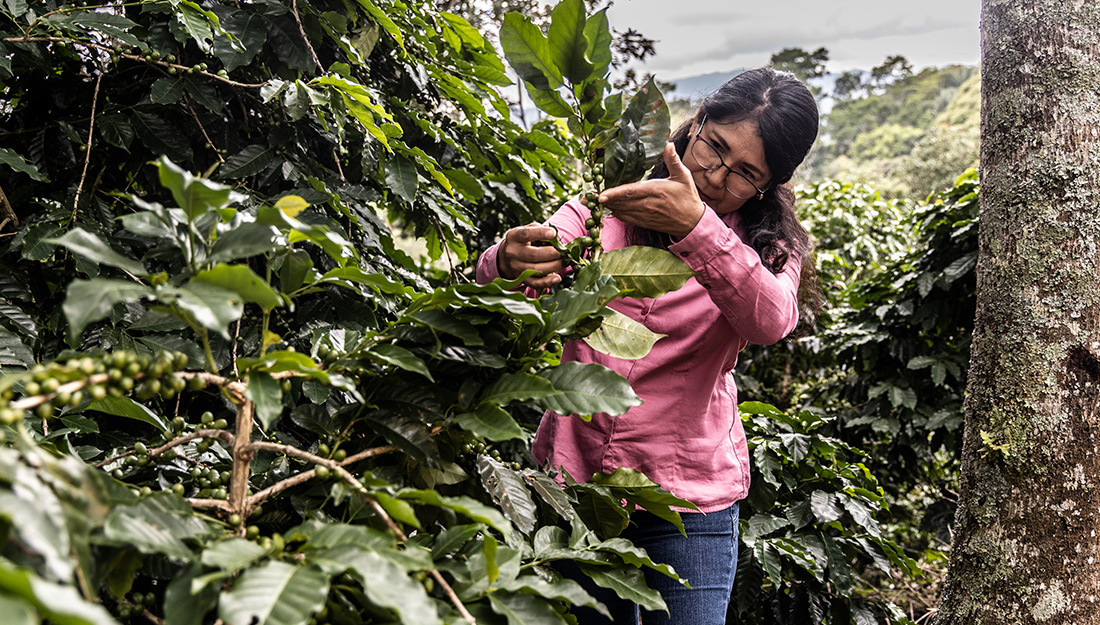 cafe-de-veracruz-asi-comienza-el-viaje-que-termina-en-tu-taza