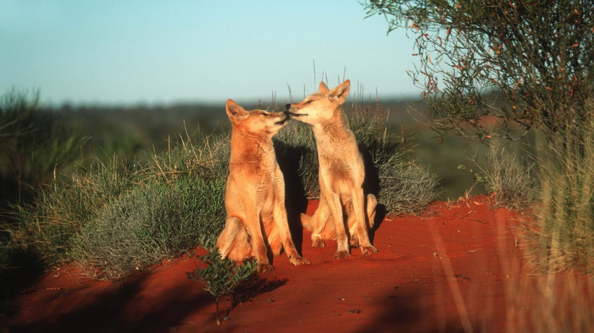 Animales bonitos