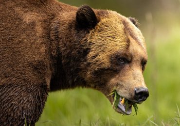 asi-es-khuzteymateen-el-santuario-de-los-osos-grizzly