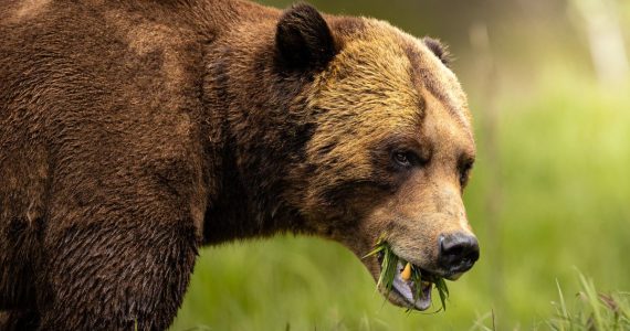 asi-es-khuzteymateen-el-santuario-de-los-osos-grizzly