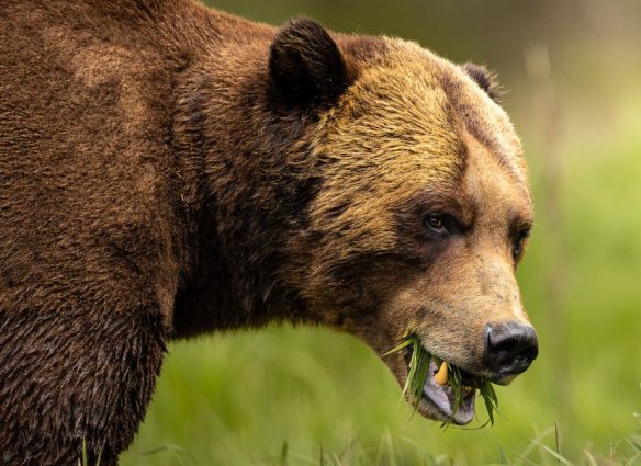 asi-es-khuzteymateen-el-santuario-de-los-osos-grizzly