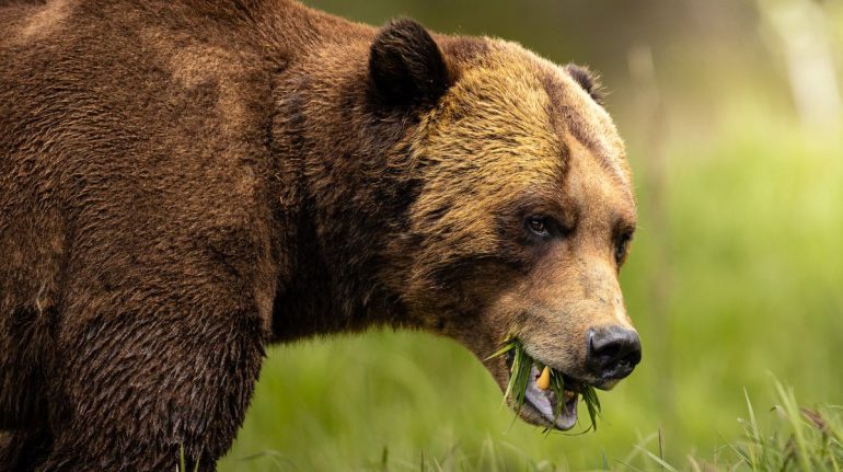 asi-es-khuzteymateen-el-santuario-de-los-osos-grizzly