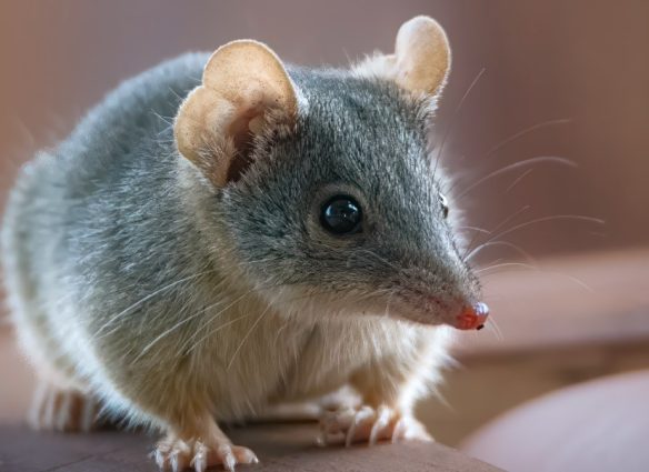 antechinus