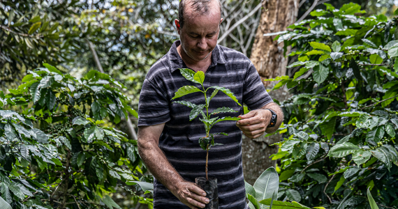 cafe-de-veracruz-asi-comienza-el-viaje-que-termina-en-tu-taza