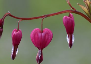 Día Mundial del Corazón