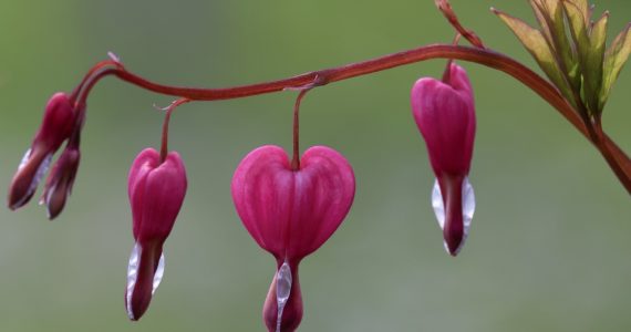 Día Mundial del Corazón