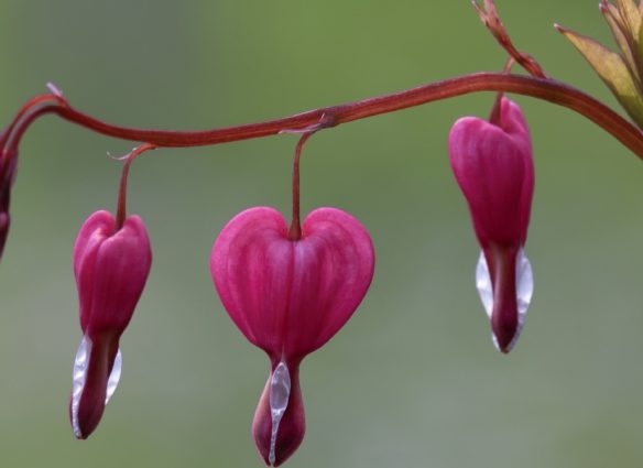 Día Mundial del Corazón