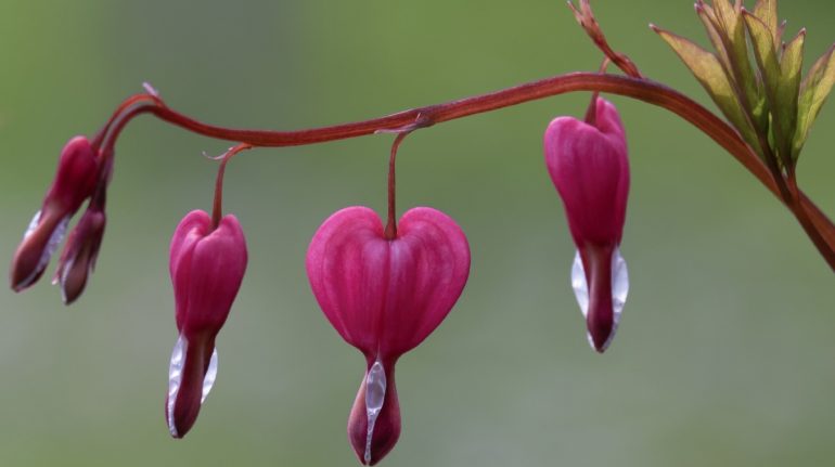 Día Mundial del Corazón