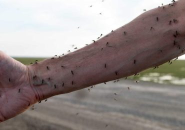 Enfermedades transmitidas por mosquitos están en aumento en Europa