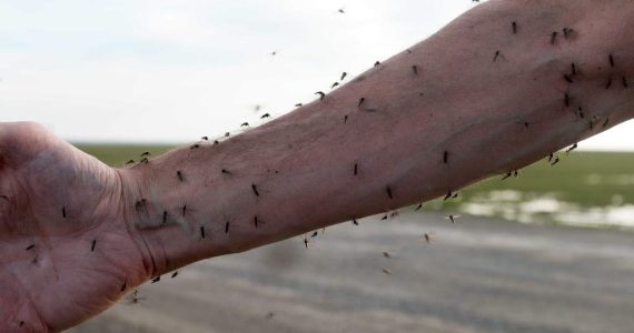 Enfermedades transmitidas por mosquitos están en aumento en Europa