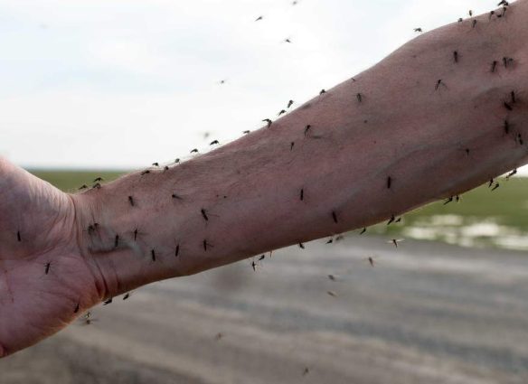 Enfermedades transmitidas por mosquitos están en aumento en Europa