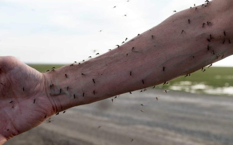 Enfermedades transmitidas por mosquitos están en aumento en Europa