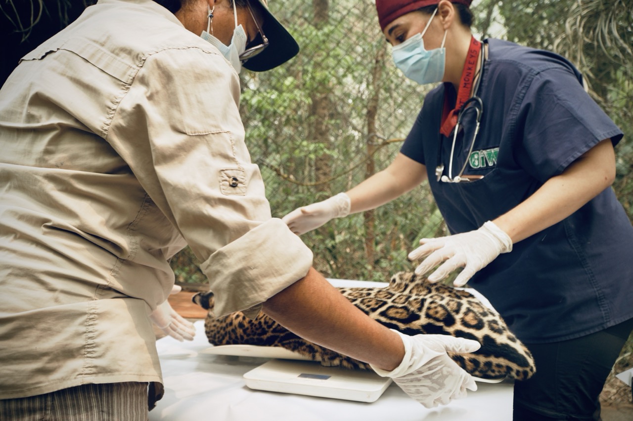 fauna selva bolivia