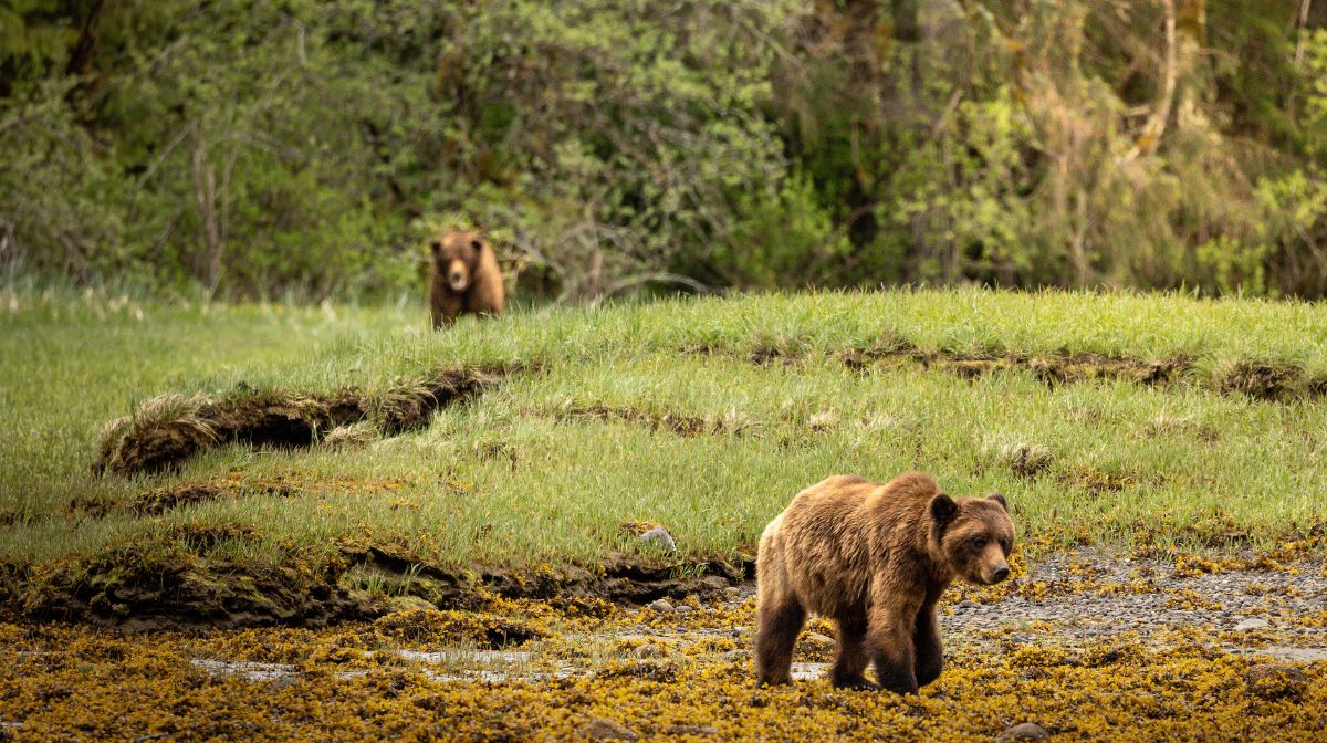 khuzteymateen-osos-grizzly