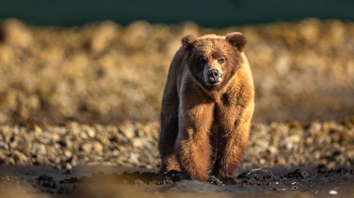 khuzteymateen-santuario-osos-grizzly